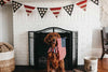 7 Tips to Keep Your Pet Calm on the Fourth of July
