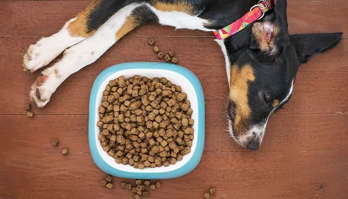 Are You Making These Mistakes With Your Dog's Food?
