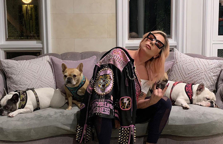 Lady Gaga's Dog Walker Shot And Bulldogs Stolen - $500 000 reward offered